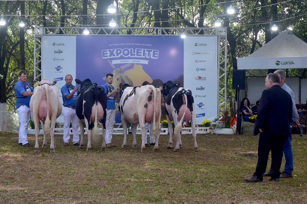 Expoleite Capal em Arapoti: Impulsionando a produção leiteira com o julgamento de gado holandês e o envolvimento das crianças no Clube das Bezerras - Evento agropecuário no Paraná. Foto Toninho Anhaia