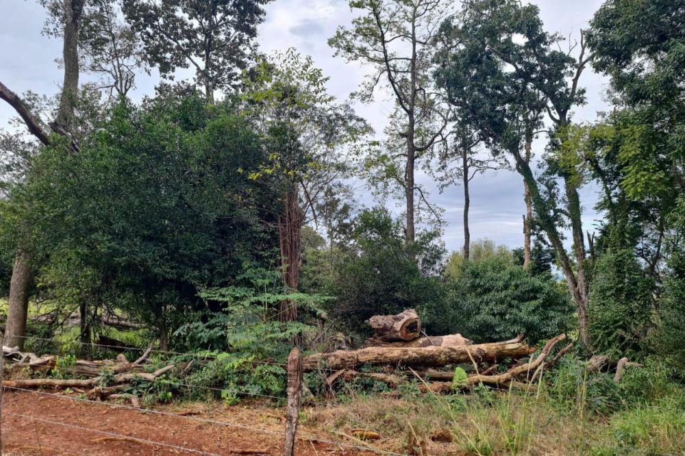 Fiscais do Instituto Água e Terra (IAT) detectaram 245,42 hectares de vegetação nativa retirada ilegalmente e emitiram 167 Autos de Infração Ambiental no Sudoeste do Paraná Foto: IAT-PR