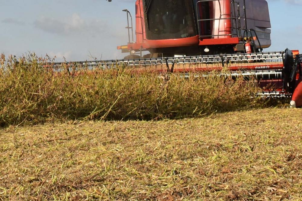 A soja é responsável por 43% do valor bruto da produção agropecuária (VBP) do Rio Grande do Sul (RS). Foto Toninho Anhaia