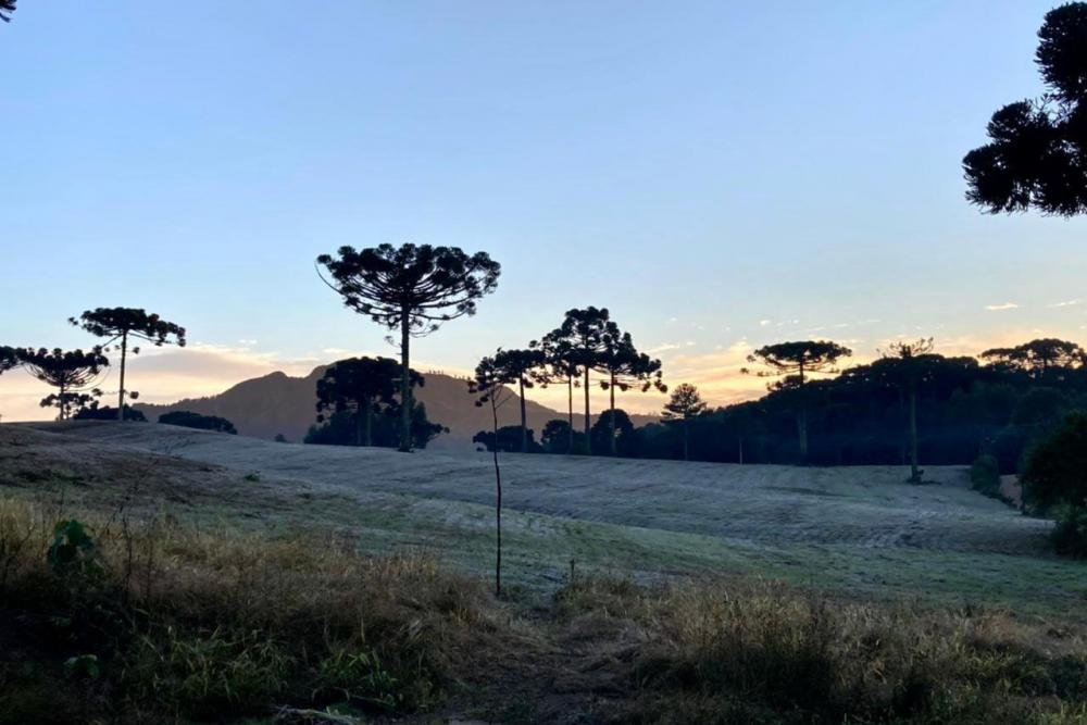 Para ajudar produtores, IDR-Paraná lança aplicativo que faz contagem das horas de frio Foto: Ana Tigrinho
