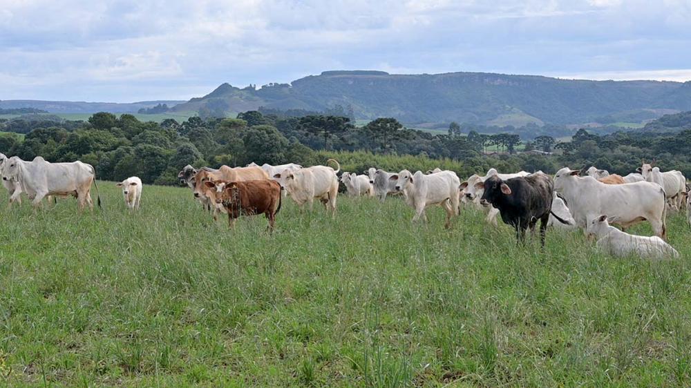 Com o fim da Campanha de Atualização de Rebanhos de 2023, a Agência de Defesa Agropecuária do Paraná (Adapar) está iniciando a busca ativa de produtores que não realizaram o cadastro. A atualização pelo site e pelo aplicativo Paraná Agro encerrou na sexta