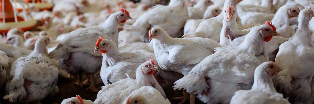 O setor produtivo e a defesa agropecuária estadual, com suporte do governo federal, estão reforçando medidas e ações para conter a disseminação da doença no Estado. Foto Faep.