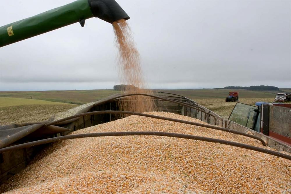 De acordo com a Associação Nacional dos Exportadores de Cereais (Anec), o Brasil pode ocupar a liderança mundial nas exportações do cereal em 2023, com um total de 50 milhões de toneladas. Foto Toninho Anhaia.