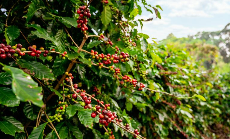 O crédito para capital de giro para indústrias de café solúvel, de torrefação e para cooperativa de produção foi definido em R$ 883,7 milhões. Foto Mapa
