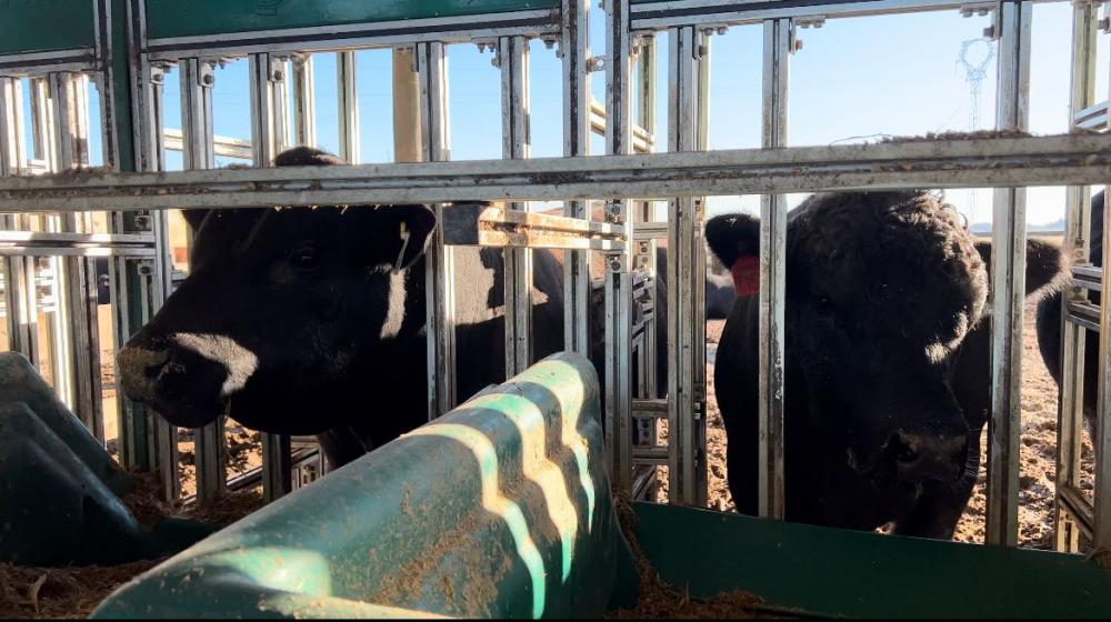 ABA/Verônica Muccini Longhi Ao utilizarem touros selecionados conforme o Consumo Alimentar, os criadores reduzem os custos de alimentação e consequentemente aumentam a lucratividade da atividade
