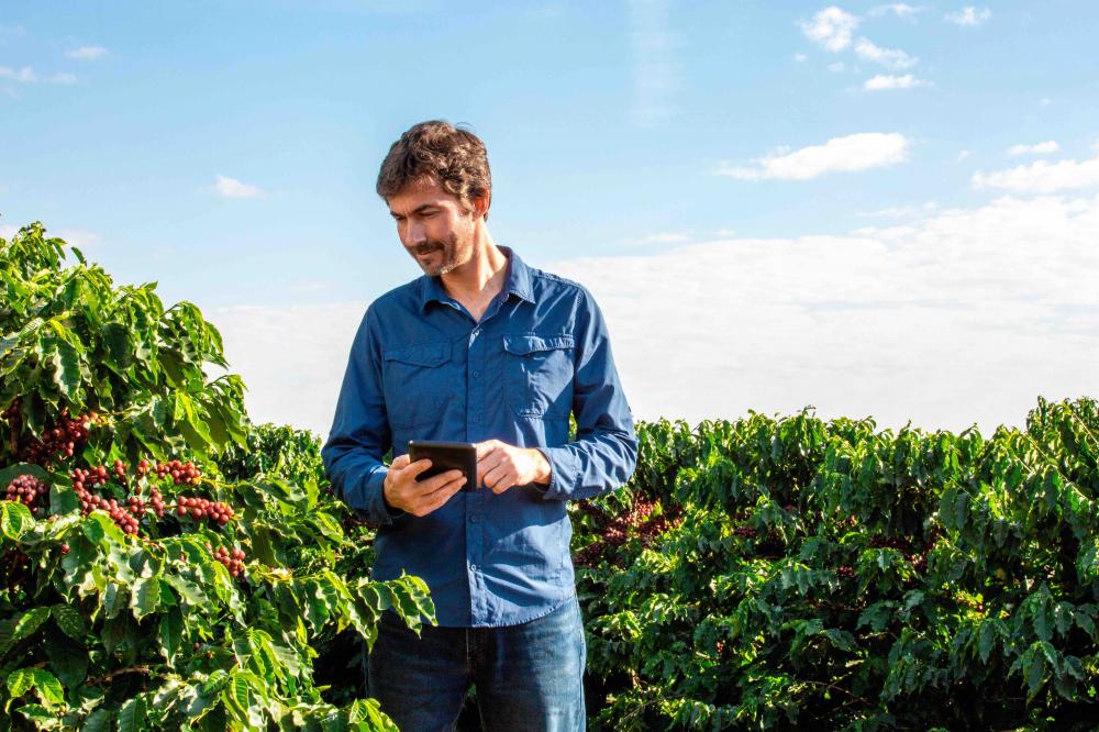 O projeto contou com a participação de 169 fazendas localizadas nas principais regiões produtoras de café do Brasil. Foto divulgação assessoria de imprensa.