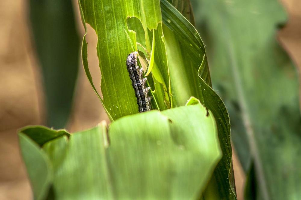 Minúsculos inimigos do milho que podem gerar mais-de 40 milhões de toneladas de perda da produção. CREDITO: Shutterstock
