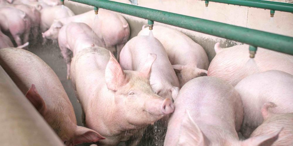 A promoção do bem-estar animal promovida pela Alegra tem reconhecimento mundial. Foto Divulgação