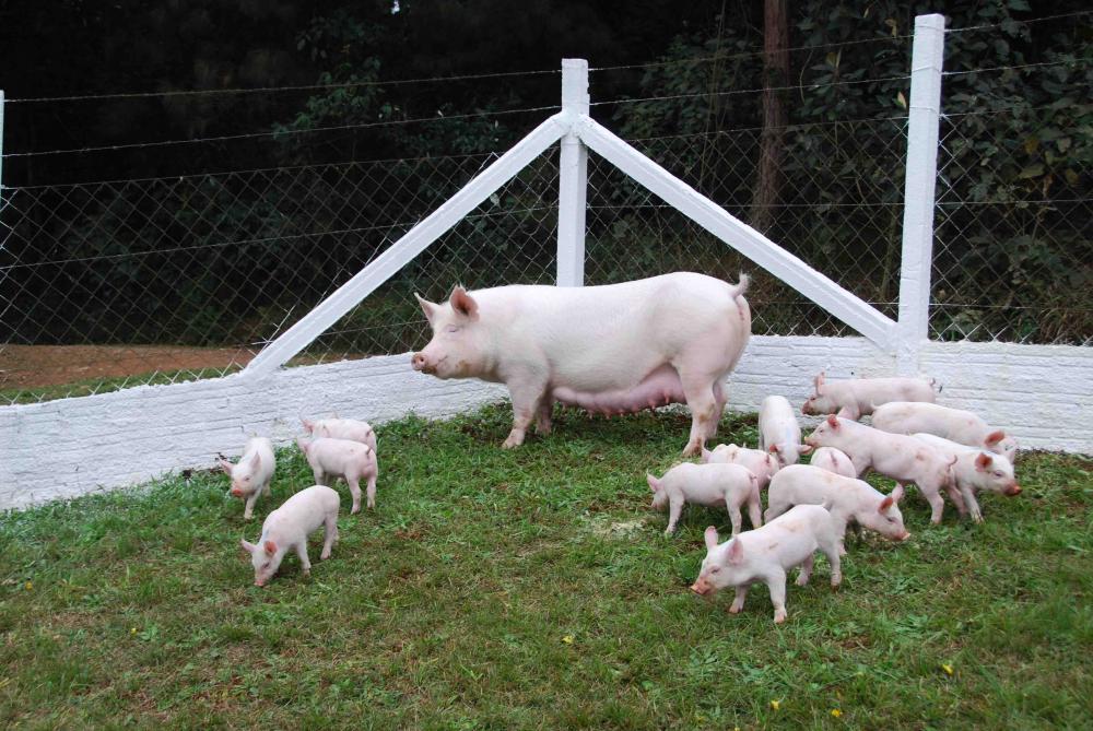 Quando falamos em matrizes, é precioso um controle rígido na uniformidade da camada de gordura e o escore corporal. Foto Divulgação
