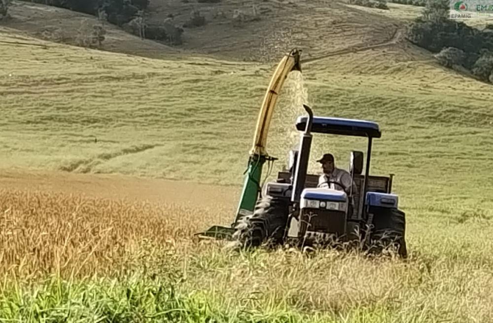 Durante os dias de campo, serão apresentadas palestras sobre as técnicas de plantio, cultivo e colheita, além de informações sobre condução das lavouras, processamento e armazenamento da silagem. Fotos: Divulgação Emater-MG