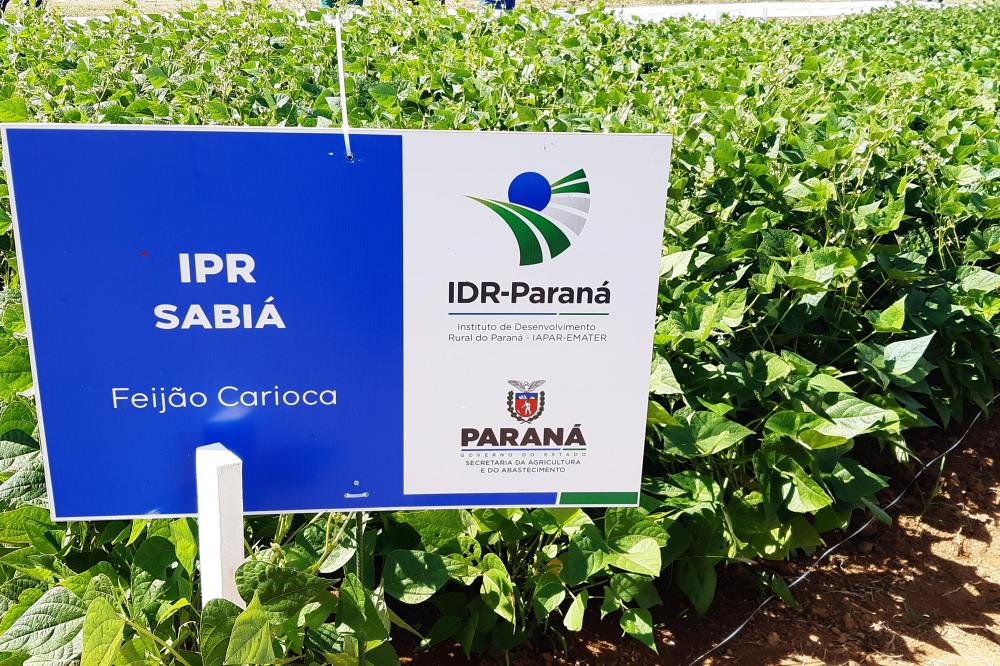 O IPR Sabiá e o IPR Urutau são resultado de anos de trabalho de pesquisadores do antigo Iapar, hoje IDR-Paraná. Foto: IDR-PARANÁ