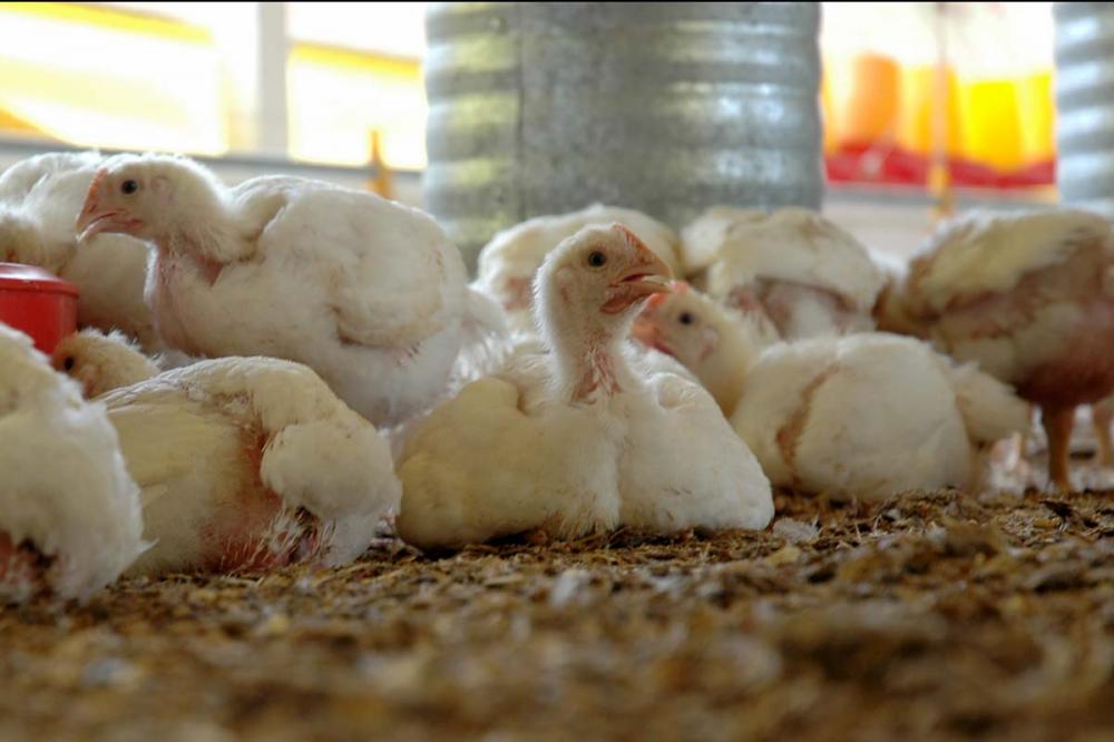 As relações comerciais entre os exportadores de carne de frango do Brasil e o Reino Unido têm conquistado novos capítulos em 2023. Foto Toninho Anhaia