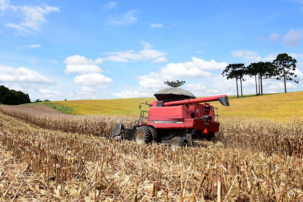A plataforma indica que o produtor paranaense obtenha 93,4sacas por hectare, uma redução de 1,5% frente à safra de 2022. Foto Toninho Anhaia