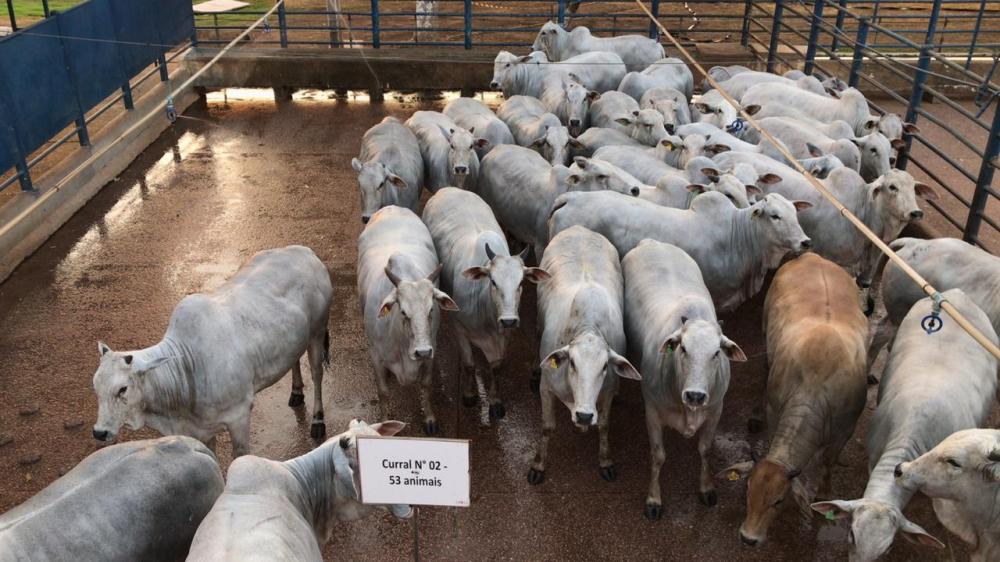 Entre os machos avaliados nesta etapa, o destaque foi a precocidade, sendo 92% animais tinham até dois dentes incisivos permanentes (em torno de dois anos de idade). Além disso, 61% dos animais pesaram mais de 18 arrobas – a média geral foi de 19,2 arroba