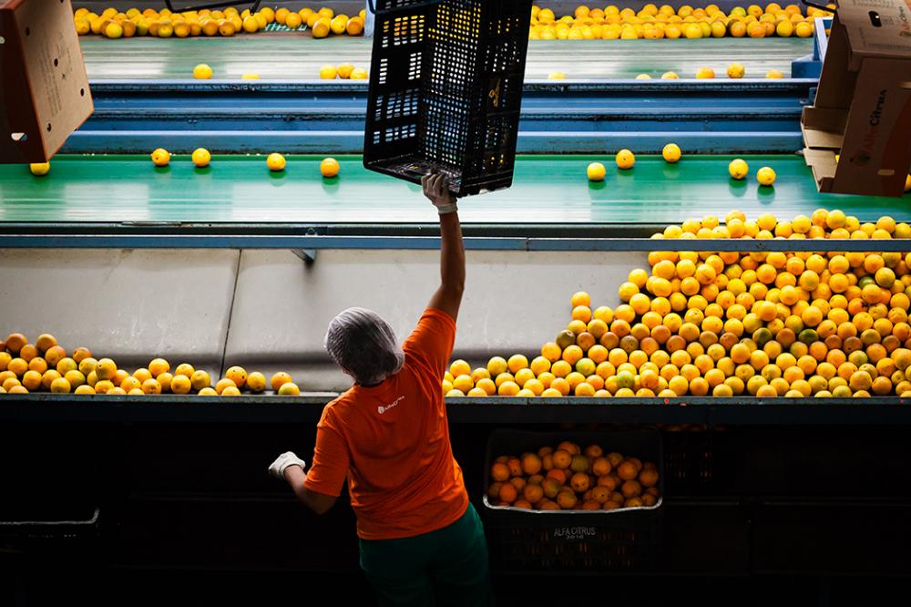 A AlfaCitrus coleta todas as informações do manejo das frutas, o que possibilita a empresa ter acesso a dados sobre colheitas e tratamentos realizados, contribuindo para que o consumidor tenha frutas de ótima qualidade.