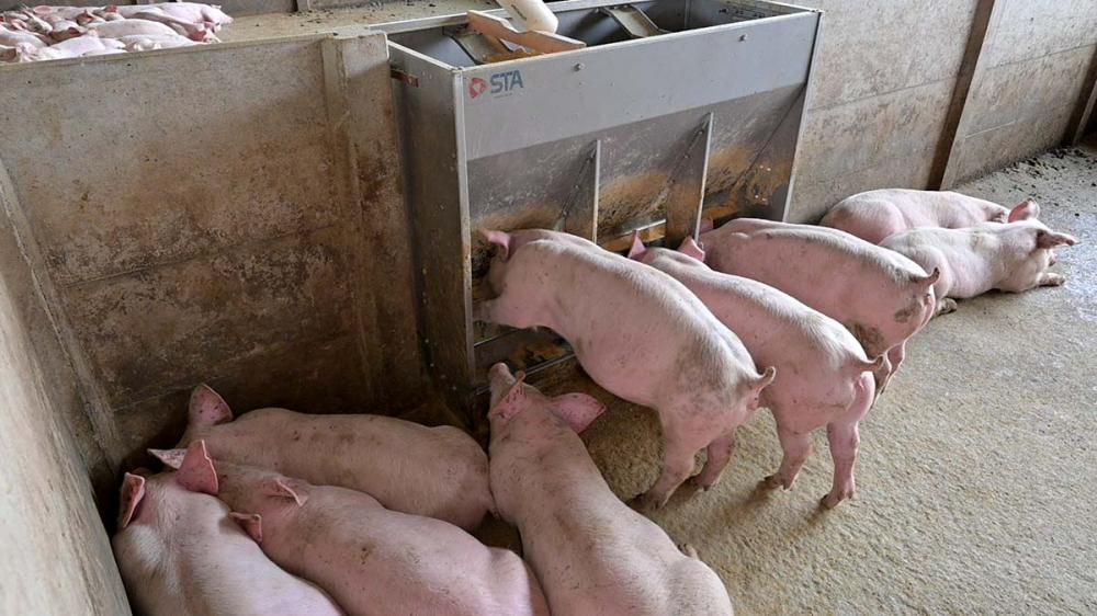 De acordo com a ABPA, a produção de carne suína deverá romper a barreira de 5 milhões de toneladas pela primeira vez na história.