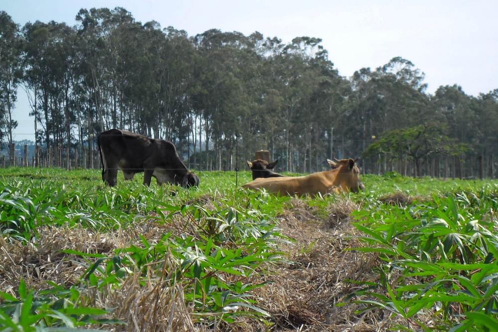 Publicação do IDR-Paraná analisa integração mandioca-pecuária no Arenito Caiuá Foto: IDR-PR