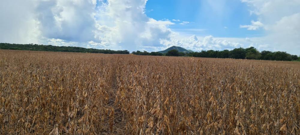 Cooperados da Frísia no Tocantins planejam safra de soja 22/23 com foco em gestão de custos e estratégias de venda. Foto Divulgação