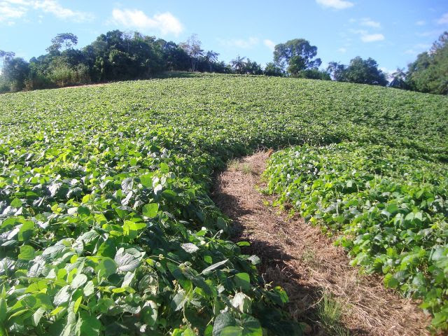 Plantas de cobertura melhoram as condições químicas, físicas e biológicas do solo