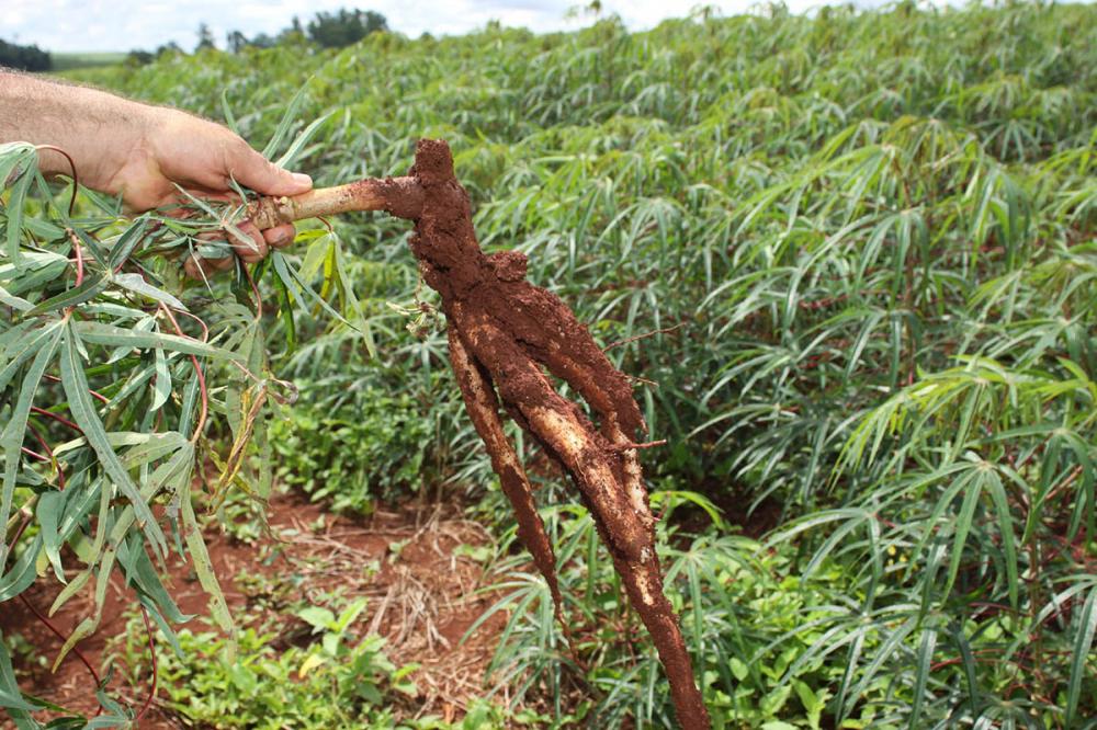 A mandioca é uma cultura que exige grande quantidade de mão de obra, sobretudo na colheita. Apesar de haver pesquisas avançadas em relação à mecanização, o trabalho braçal ainda não foi substituído. Foto AEN.