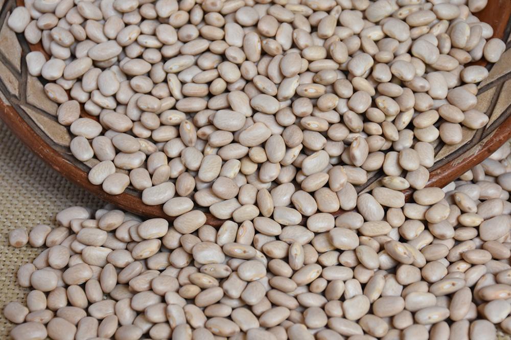 Cultivar tem alto potencial produtivo e foco na agricultura familiar do Nordeste - Foto: Sebastião José de Araújo