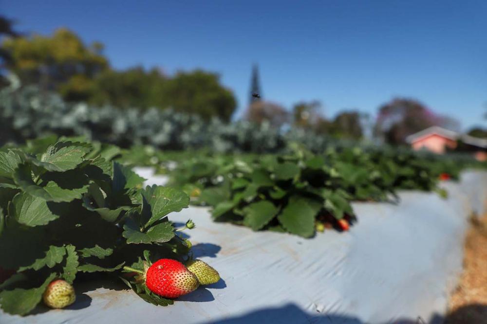 O consórcio é uma ferramenta de desenvolvimento regional através da geração de renda e aumento no número de empregos tanto na agricultura familiar como nos pequenos empreendimentos dos municípios da região. Foto AEN.