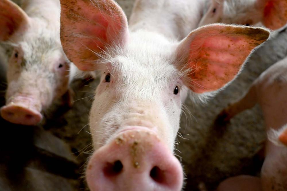 O mercado de produção suína é um ambiente dinâmico e interconectado, sobre o qual as oscilações econômicas e os eventos internacionais exercem grande impacto. 