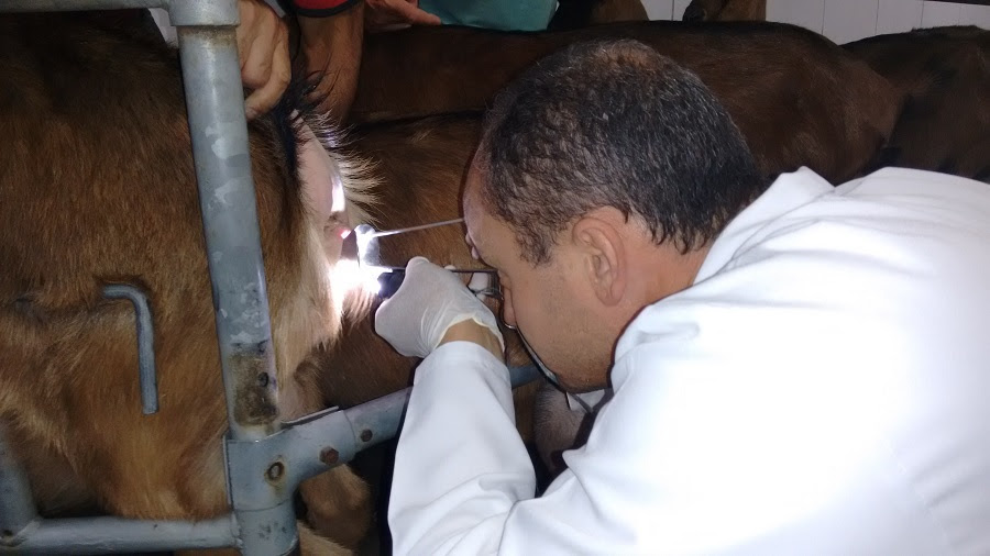 Técnica será aplicada para potencializar resultados de inseminação artificial