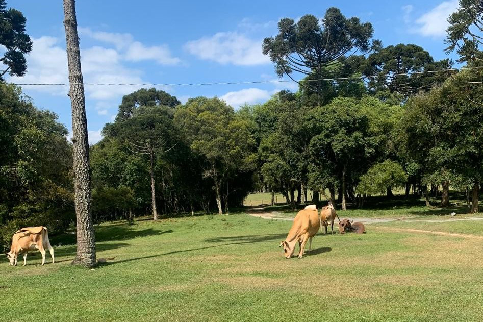 Para garantir a qualidade da produção, a família passou a fazer o controle leiteiro zootécnico mensal. Foto AEN.