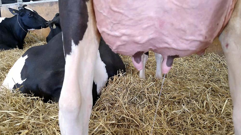Conheça o número de animais que vão participar da Agroleite 2023