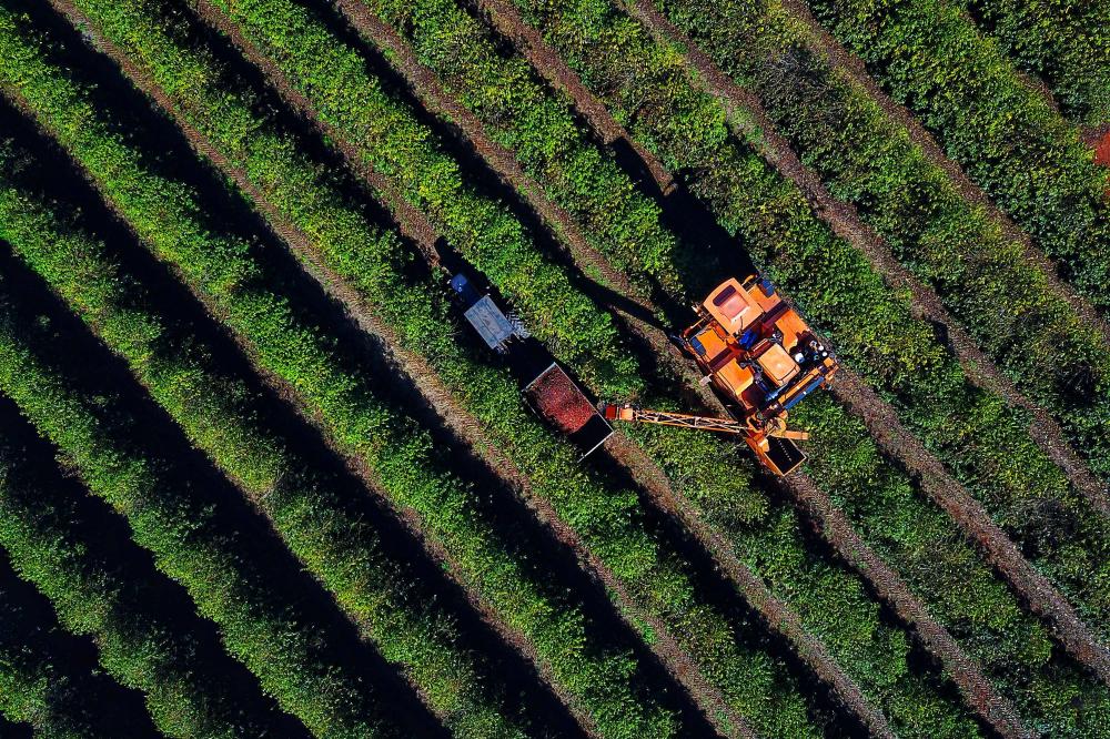 Safra de café paranaense deve render 41,4 mil toneladas - Na foto, Plantação de café em Carlópolis Foto: José Fernando Ogura