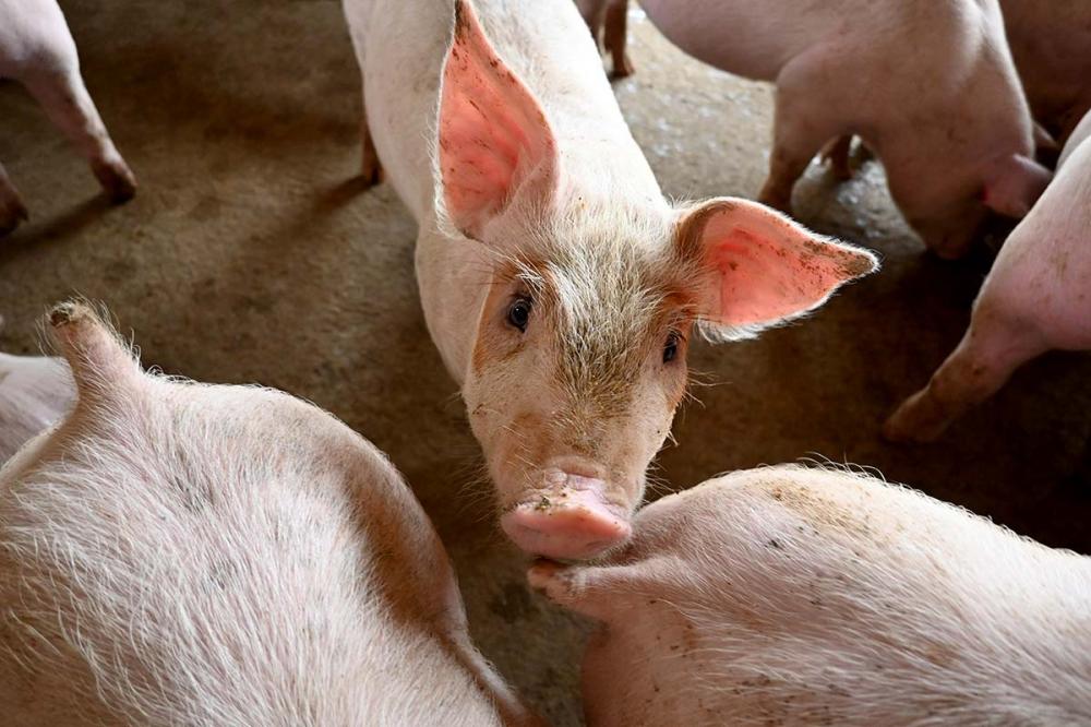 Receita dos embarques cresce 12,1% no mês. Foto Toninho Anhaia 