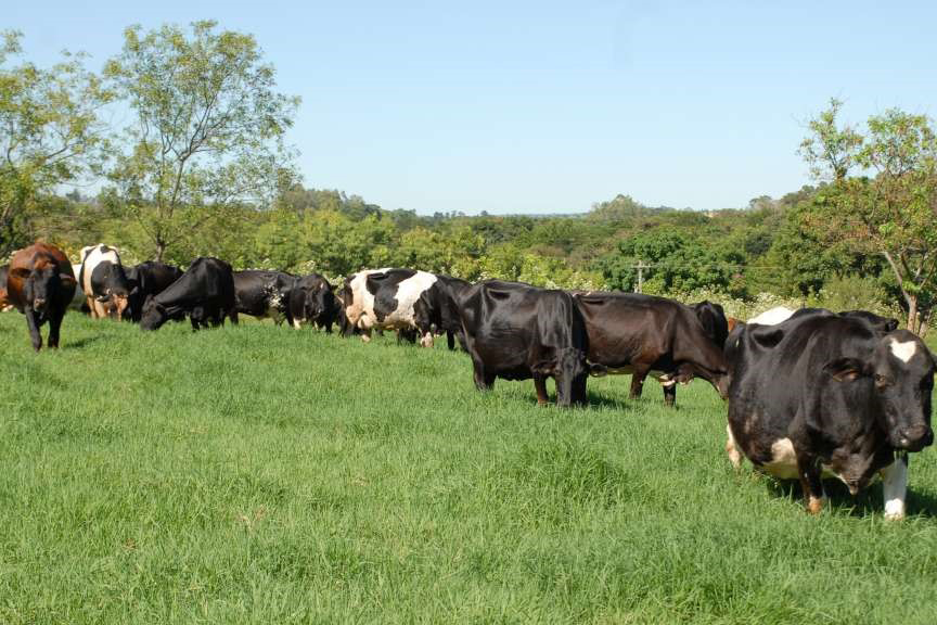 Para melhorar desempenho no setor, IDR-PR faz diagnóstico da atividade leiteira no Estado Foto: IDR