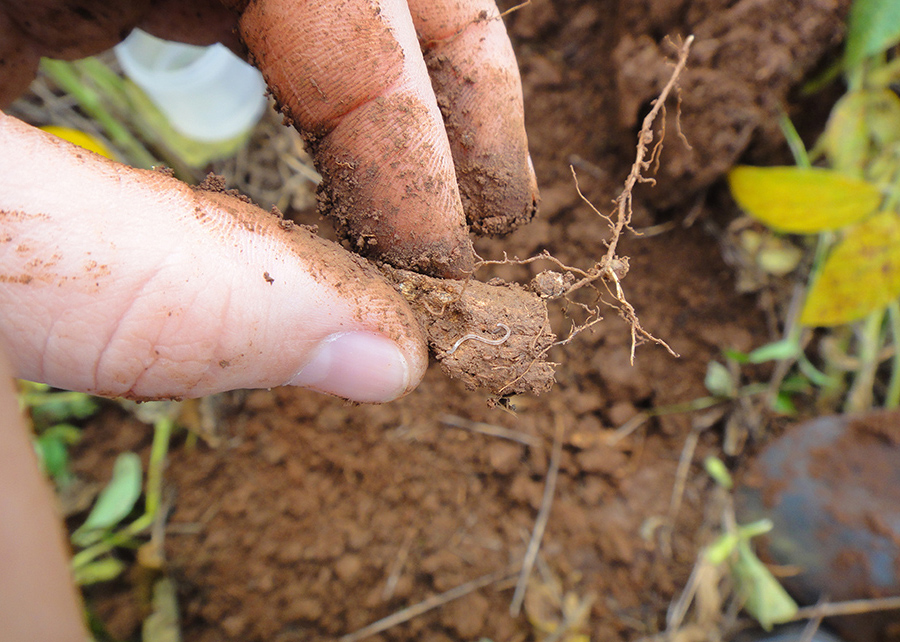 O Cerrado abriga 20 potenciais novas espécies e um novo gênero de enquitreídeos (Oligochaeta, Annelida), também conhecidos como microminhocas. Foto Maria Luise Carolina Bartz.