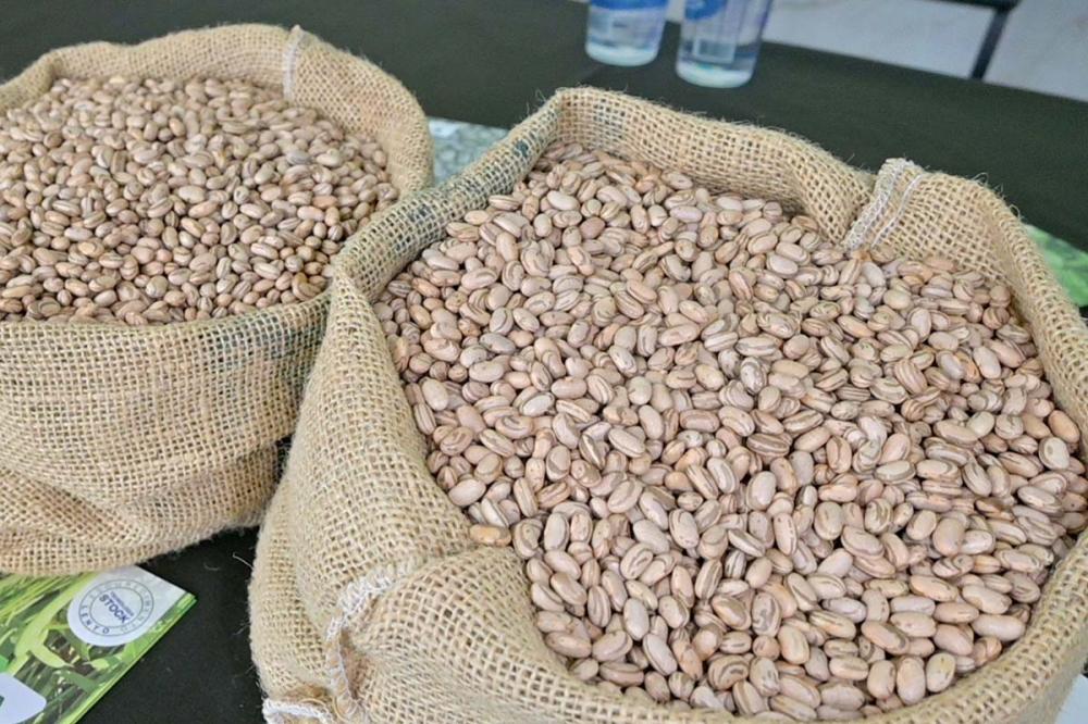 A produtividade e a lucratividade serão apenas um dos assuntos abordados nos dois dias do Fórum Brasileiro do Feijão, Pulses e Colheitas Especiais, em Brasília. Foto Toninho Anhaia