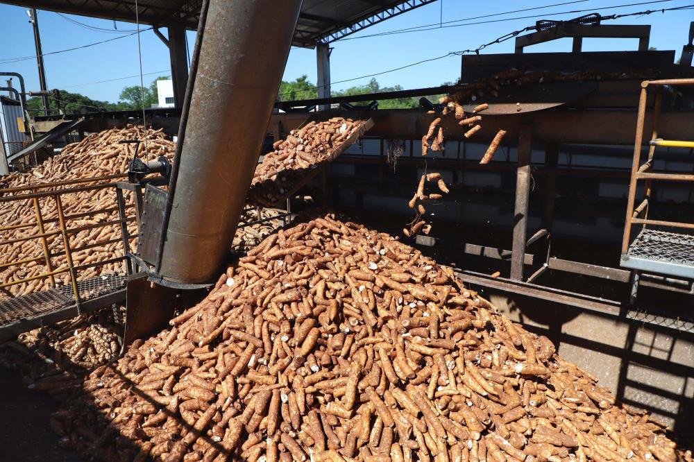Paraná lidera produção nacional de mandioca com finalidade industrial Foto: José Fernando Ogura/Arquivo AEN
