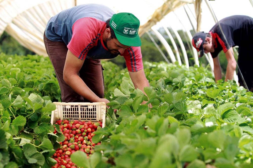 O Paraná é uma referência nacional em alimento orgânico.