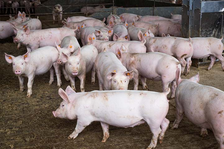 No Paraná, o Indicador atingiu R$ 7,22/ kg na média de agosto, alta de 23,6% frente ao mês anterior e ainda 38,5% acima da de agosto/19. Foto Sistema CNA/Wenderson Araujo.