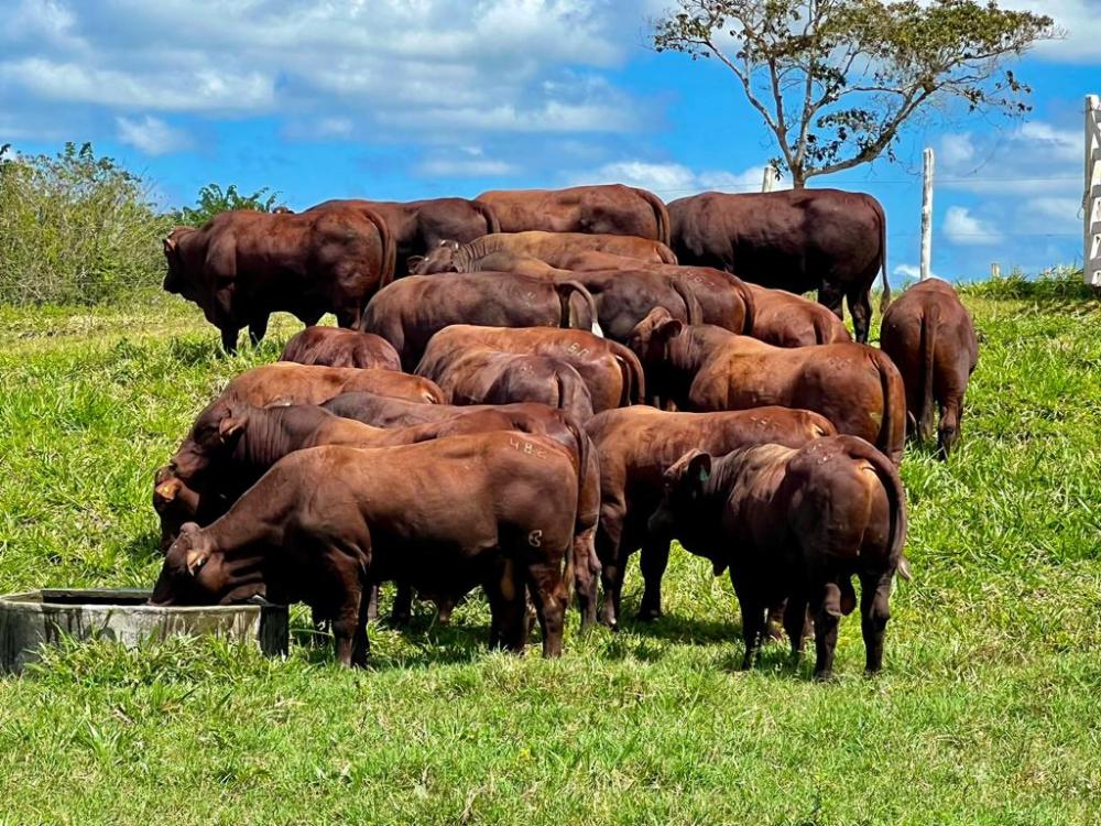 Um animal top na balança tem uma média de rendimento de 50%, com 20@ e 24 meses de idade. Nos abates técnicos a média alcançada por animais cruzados com Santa Gertrudis alcançaram esses mesmos números aos 15 meses de idade.