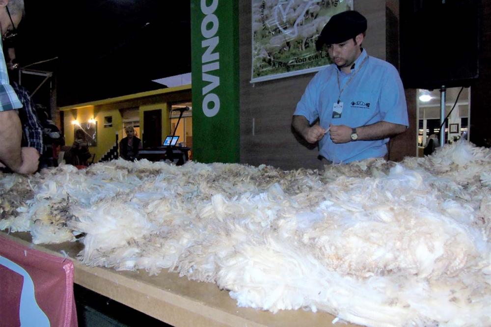 O resultado mostrará qual animal produziu a lã de maior qualidade e rendimento. foto Divulgação