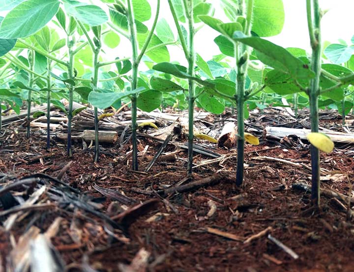 A pesquisa agronômica destaca a importância da distribuição espaçada de sementes na produtividade da soja.