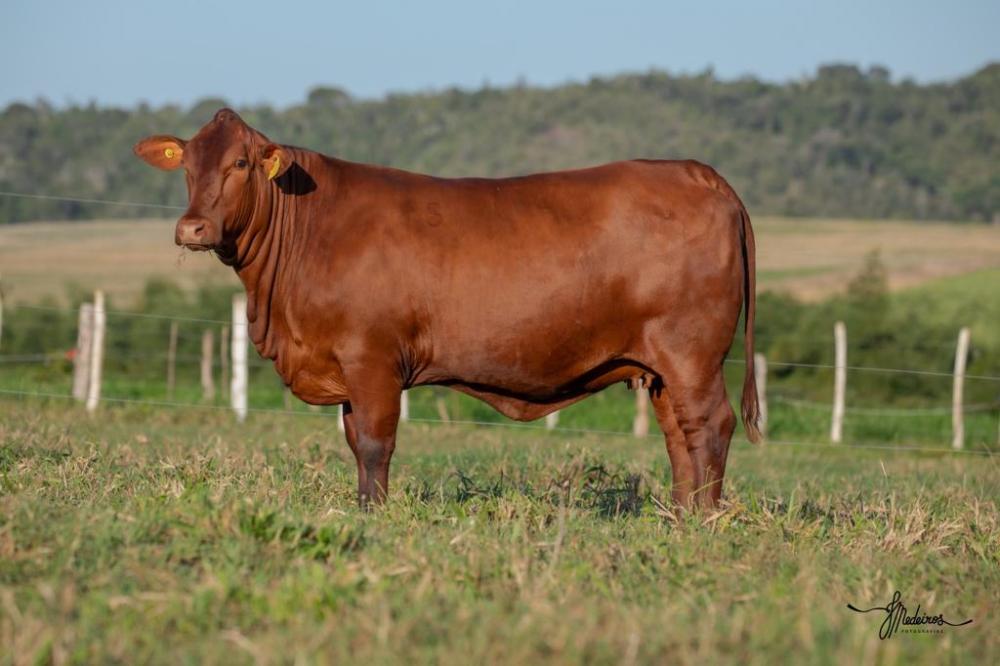 O Santa Gertrudis participa da Expointer desde a década de 70.