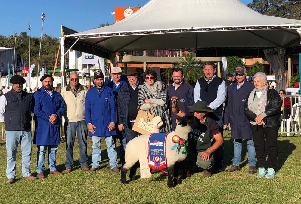 Grande Campeã Suffolk - Crédito Patrícia Lima Divulgação.