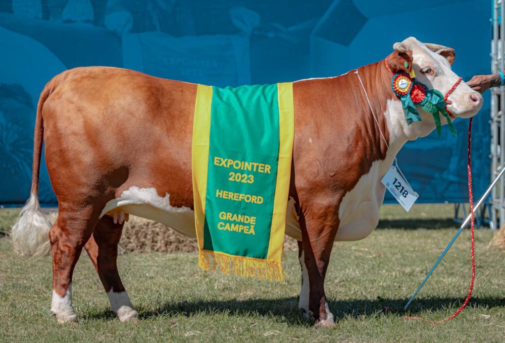 Grande Campeã Polled Hereford - Crédito Gustavo Rafael Divulgação
