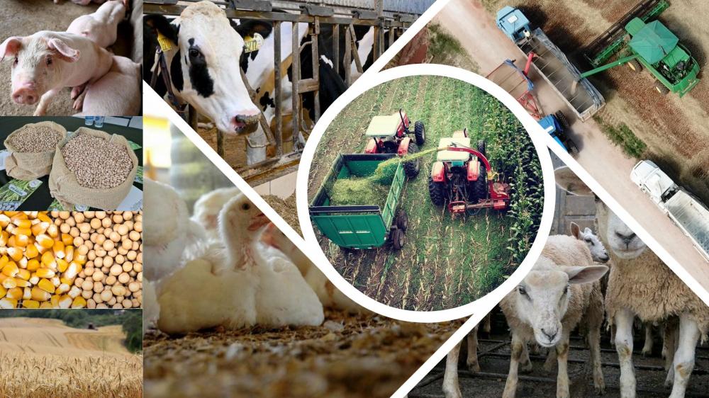 A expansão de municípios com o título de VBP bilionário é, em boa parte, explicada pela diversificação das atividades agropecuárias no Paraná, o que colabora a enfrentar momentos de crise. Foto Toninho Anhaia