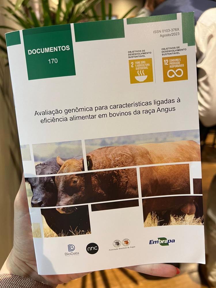 Crédito: divulgação Angus Através da nova DEP é possível selecionar animais que se alimentam de forma mais eficiente