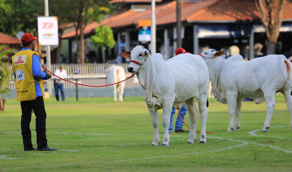  A mostra encerra o ano calendário do Ranking Nacional Nelore e Nelore Mocho 2019/2020.