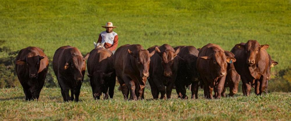 A raça Santa Gertrudis é uma excelente opção para criadores que buscam animais de alta qualidade genética. Os animais são fortes, resistentes e produtivos, e se adaptam bem a diferentes condições climáticas.