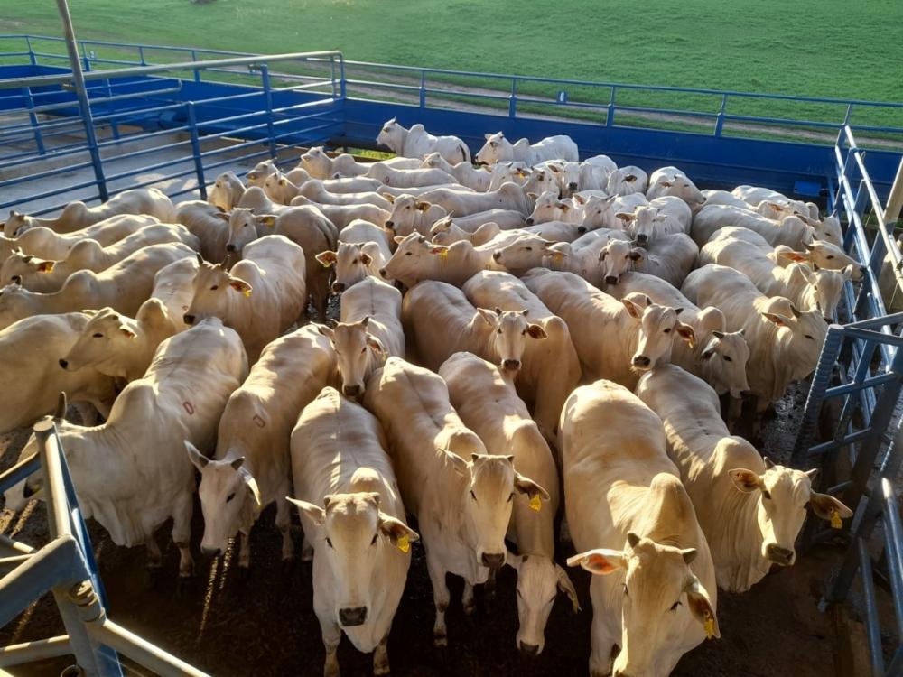 Realizado pela Associação dos Criadores de Nelore do Brasil (ACNB), o Circuito Nelore de Qualidade fortalece e promove a genética Nelore, contribuindo para a evolução da raça e seu posicionamento como produtora de carne de qualidade.