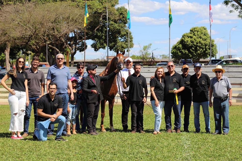 Campeão Cavalo Ouro Exposição de Brasília do Cavalo ÁrabeFotos: Divulgação/ABCCA